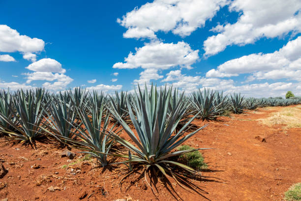 Landscape of agave plants to produce tequila. Landscape of agave plants to produce tequila. Mexico. blue agave photos stock pictures, royalty-free photos & images