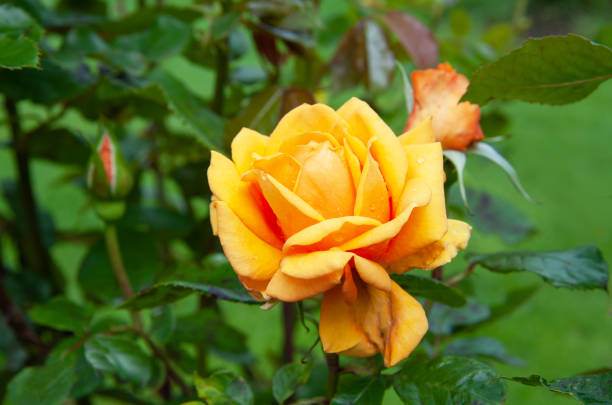 istock Yellow rose in the garden 1265202923
