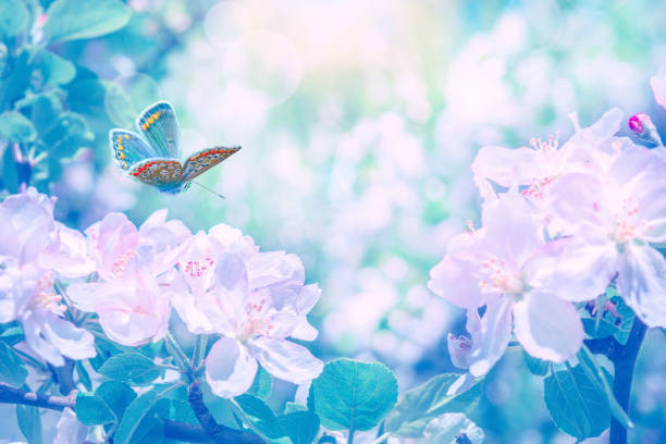 Blooming apple tree flowers, butterfly, dreamy sunny background. Soft focus. Greeting gift card template. Pastel pink and blue toned image. Spring delicate nature. Copy space.