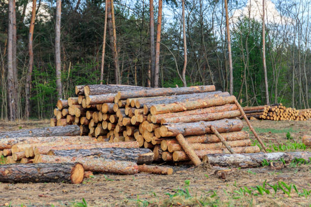 istock Stacked tree trunks felled by the logging timber industry in pine forest 1265203114