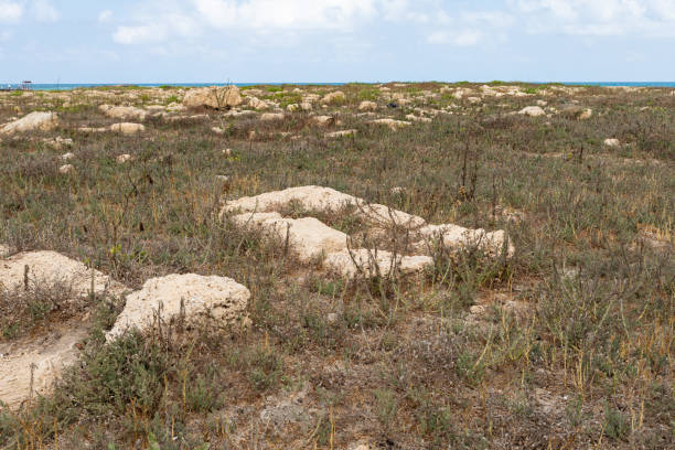 una tumba en un cementerio templario abandonado cerca de la fortaleza chateau en la ciudad de atlit en el norte de israel - cemetery grave military beauty in nature fotografías e imágenes de stock