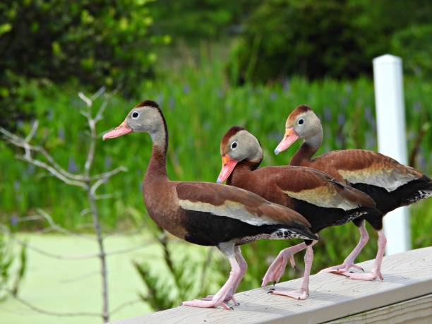 istock Black-bellied Whistling Ducks (Dendrocygna autumnalis) standing on a wood railing 1265204567