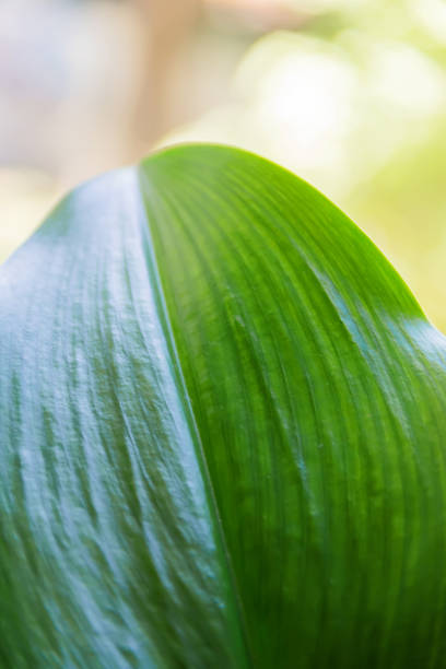 The Alocasia Macrorrhiza is one of the largest Alocasia, Also known as the Giant Taro leaves and Borneo Giant it is an imposing plant. Giant taro has the largest un-split leaf in the world