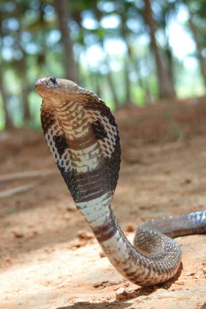 istock Spectacled Cobra Close up 1265205570