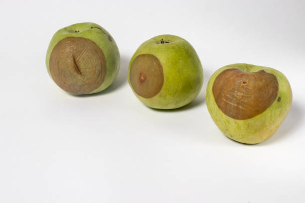 istock Rotten tasteless green apples Golden. 1265206206