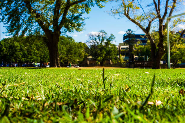 istock View from the ground level, grassy lawn 1265208568