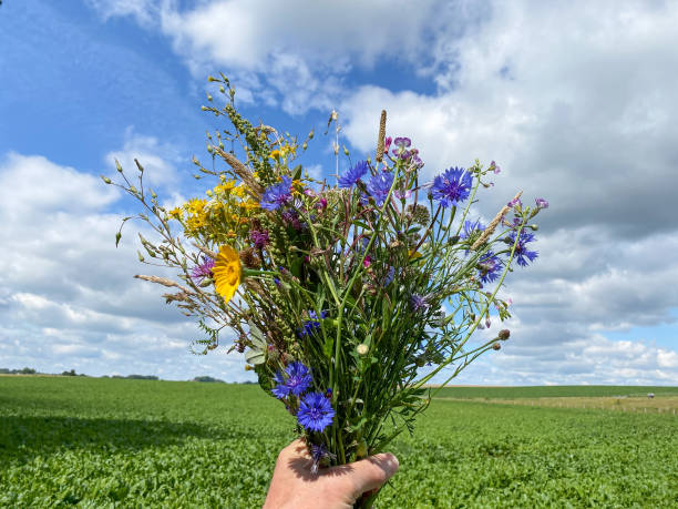Bouquet of wildflowers