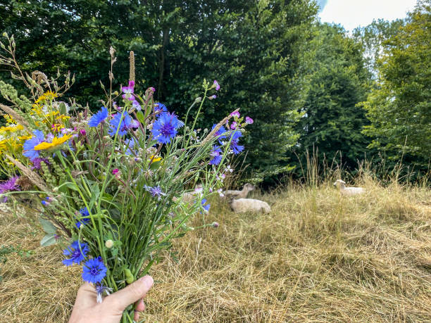 Bouquet of wildflowers