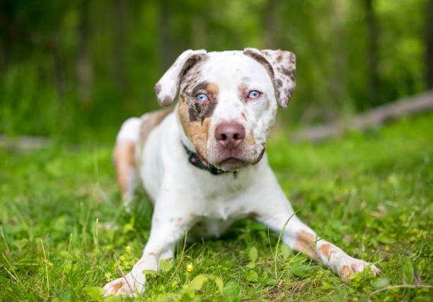 A Catahoula Leopard Dog mixed breed with blue eyes stock photo