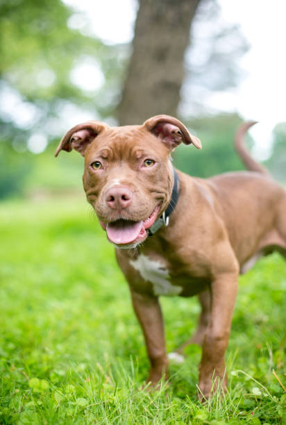 istock A red Pit Bull Terrier puppy outdoors 1265208677