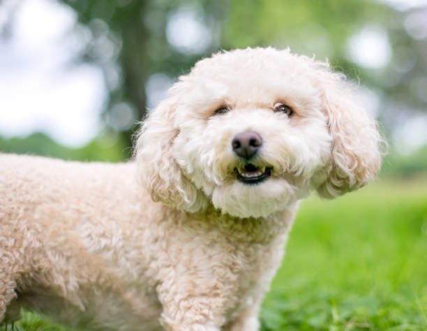 istock A cute Miniature Poodle dog outdoors 1265208702