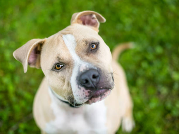 istock A Pit Bull Terrier mixed breed dog looking up with a head tilt 1265208755