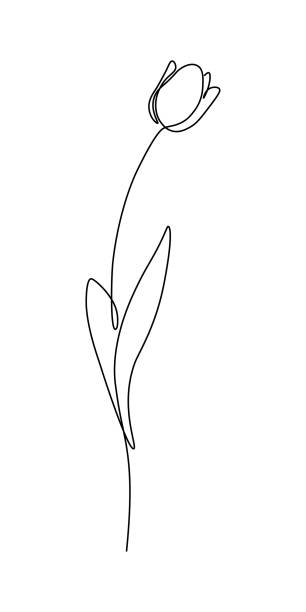 Ilustración de Flor De Tulipán y más Vectores Libres de Derechos de Flor -  Flor, Diseño de línea continua, Tulipán - iStock