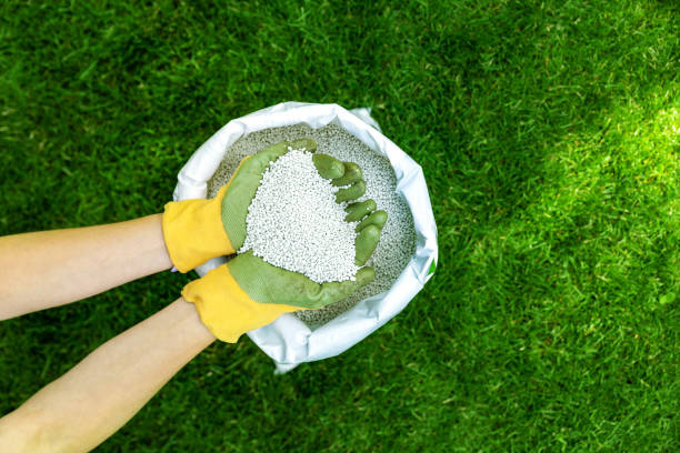 feeding lawn with granular fertilizer for perfect green grass - lawn imagens e fotografias de stock
