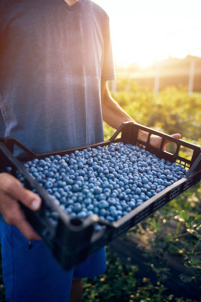 istock Farmer working and picking blueberries on a organic farm - modern business concept. 1265210068