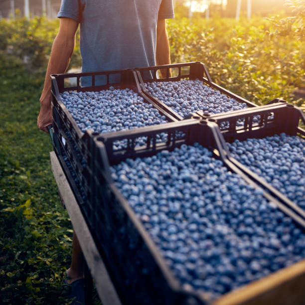 istock Farmer working and picking blueberries on a organic farm - modern business concept. 1265210112
