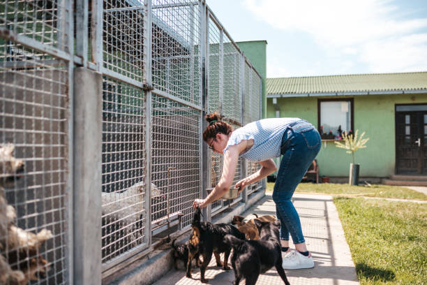 istock Young woman in animal shelter 1265210146