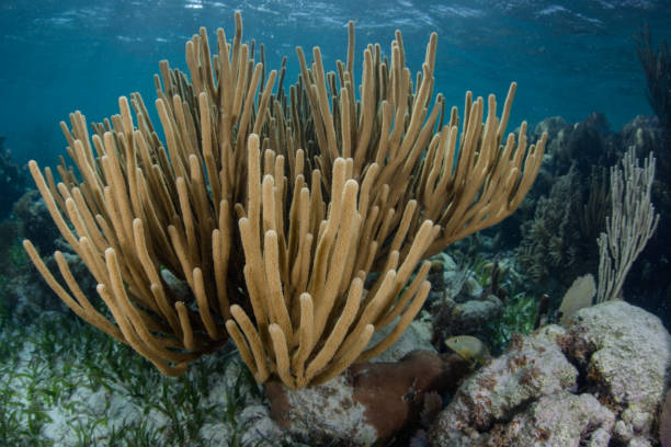 istock Gorgonian on Reef in Caribbean Sea 1265210445