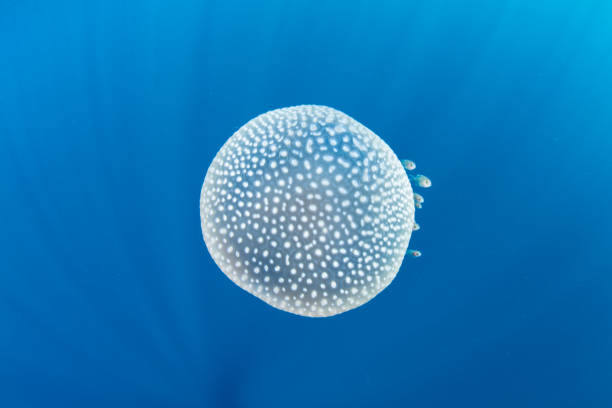 Jellyfish in Clear, Blue Water