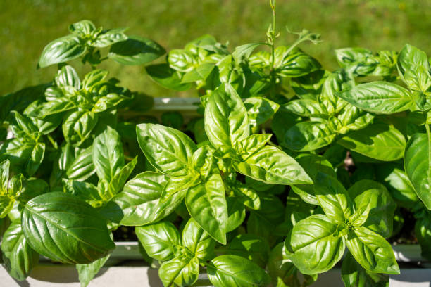 istock Close up of fresh basil leaves 1265210538