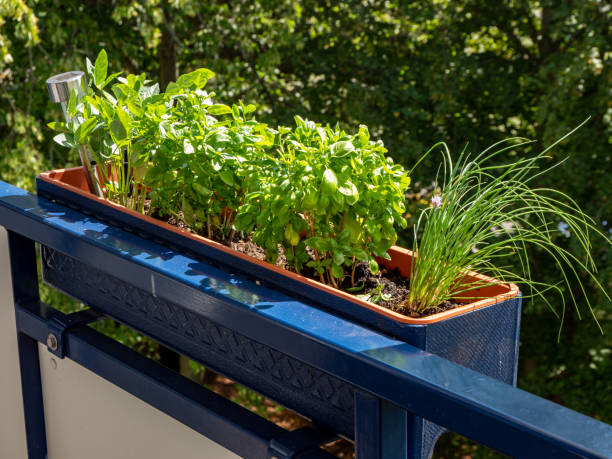 istock Balcony box with herbs on the house 1265211443