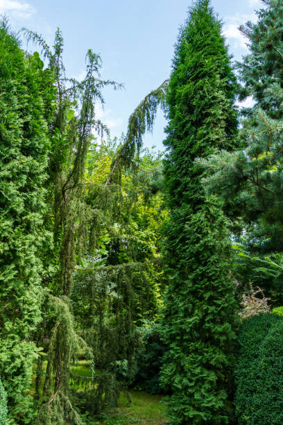 istock Landscaped evergreen garden with Juniper Juniperus communis Horstmann and Thuja occidentalis Columna(northern or eastern white cedar) in right. Interesting nature concept for background design. 1265212904