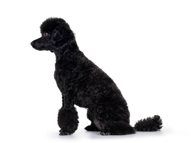 istock Black miniature poodle dog on white 1265214073