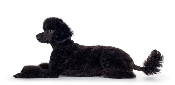 istock Black miniature poodle dog on white 1265214105