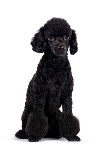 istock Black miniature poodle dog on white 1265214109