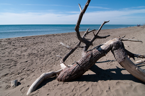 Isolated shrub on the beach washed by the sea of Marina di Alberese in Tuscany Italy
