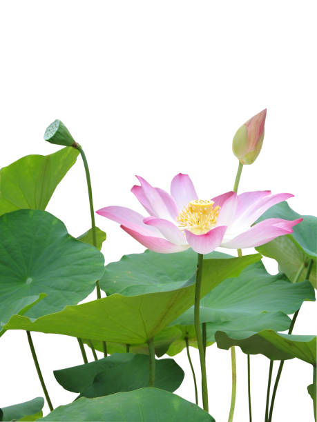 istock A pink lotus and leaf isolated white 1265215815