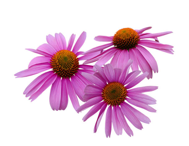 istock Pink coneflower (echinacea) head, isolated on white background 1265215991