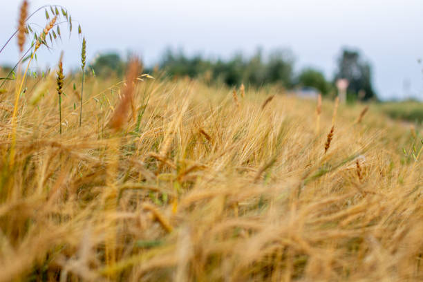 畑の小麦やライ麦の耳。収穫期のライ麦畑 - ladybug wheat nature insect ストックフォトと画像