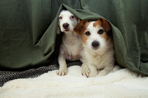 Dos perros cachorros asustados o asustados se esconden detrás de una cortina verde debido a los fuegos artificiales, tormenta eléctrica o ruido. photo