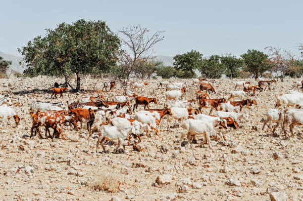 Herd of goat in Kaokoveld near Opuwo,Namibia Herd of goat looking for food in the Kunene region of Namibia. kaokoveld stock pictures, royalty-free photos & images