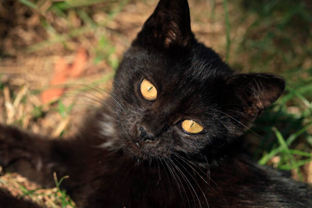 istock Portrait of wild fluffy cat 1265218858