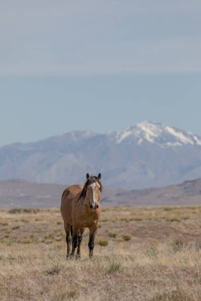 istock Beautiful Wild Horse in Utah 1265219225