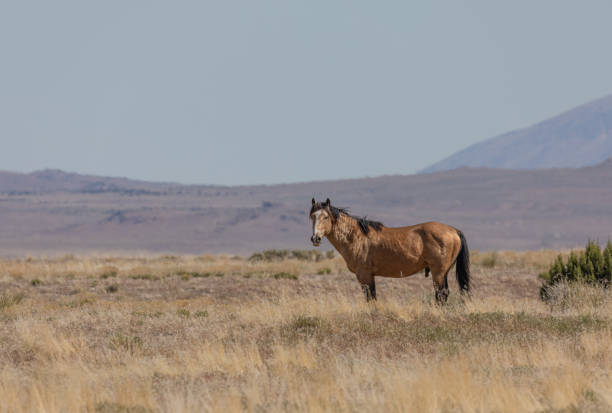 istock Beautiful Wild Horse in Utah 1265219227