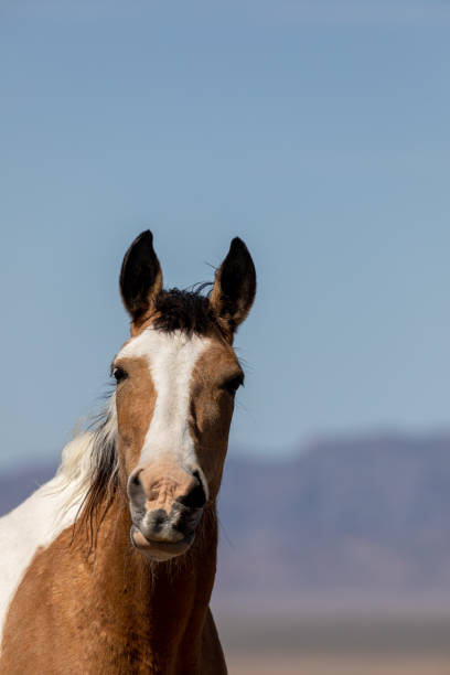 istock Beautiful Wild Horse in Utah 1265219315