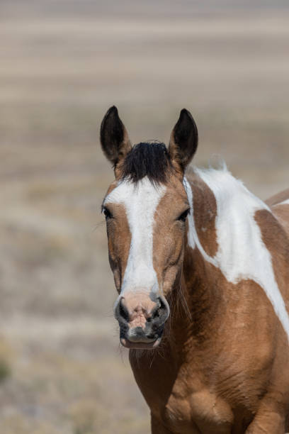 istock Beautiful Wild Horse in Utah 1265219951