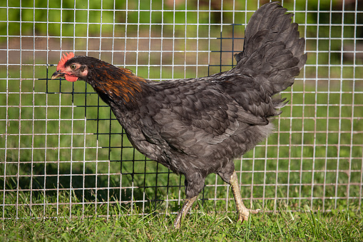 Free range chicken on a traditional poultry farm, a rooster on the grass