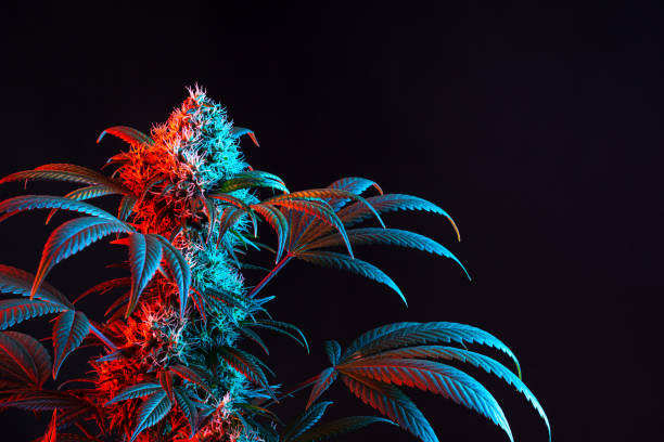 Dual Toned Red and Blue Vaporwave Flowering Medical Marijuana or Hemp Plant Isolated on Minimalist Black Background Minimalist image of a flowering medical marijuana or hemp plant with large buds isolated on a black background with copy space. Dual toned with red and blue light in vaporwave aesthetic. cannabis sativa photos stock pictures, royalty-free photos & images