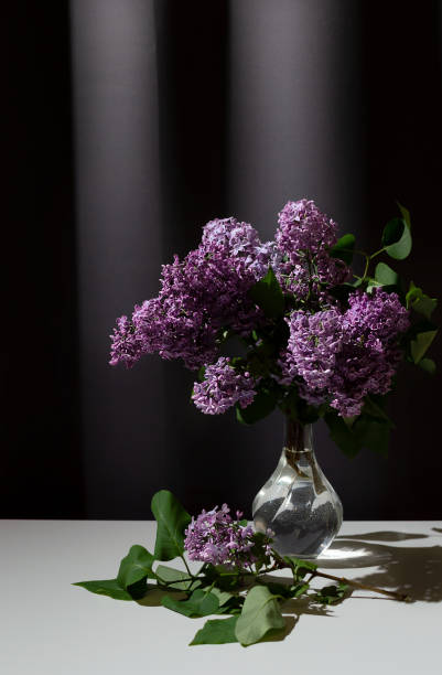 nature morte de branche lumineuse de lilas dans le vase de verre sur la table blanche sur le fond gris de rideaux - flower pot vase purple decor photos et images de collection