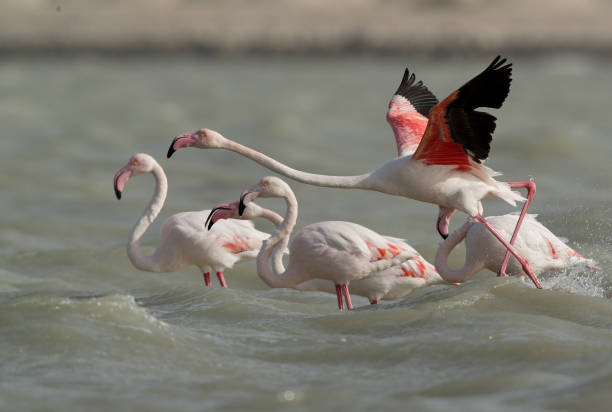 istock Flamingos are beautiful and gregarious wading birds 1265221720