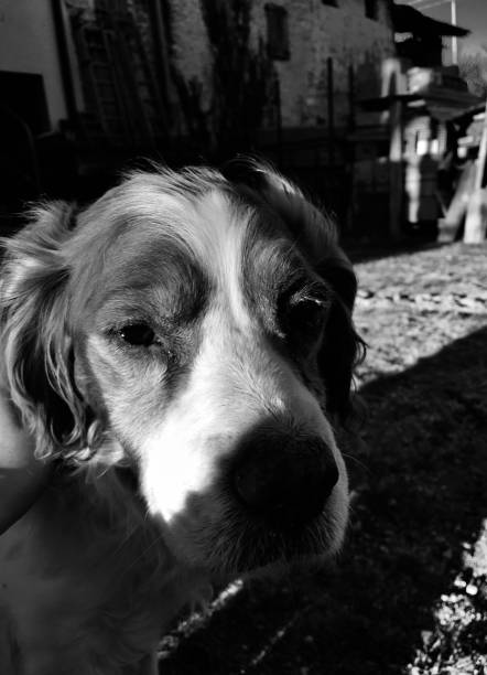 istock Dog in black and white 1265221816