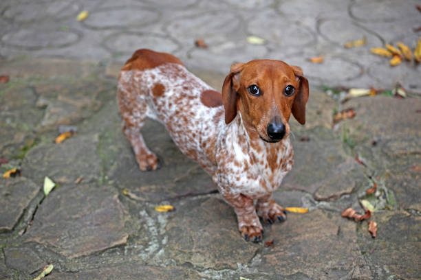 Adorable dachshund dog with a sleek short-haired coat standing in sunlight on a grassy lawn, looking curiously at the camera. The vibrant natural setting enhances the playful mood of the image.