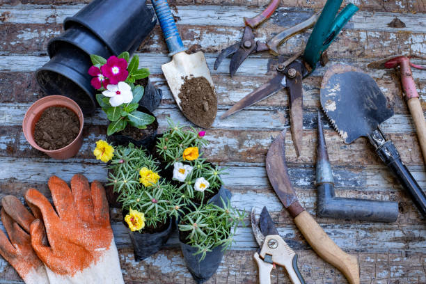 istock Transplanting the flowers. 1265222702