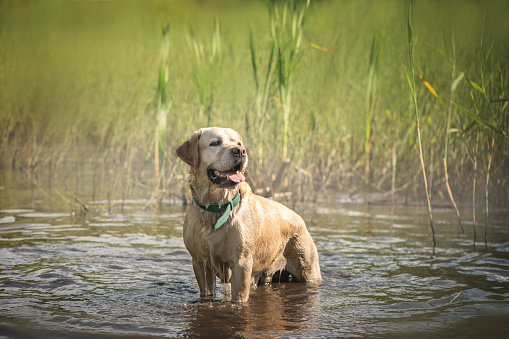 adorable yellow Dog Labrador stands in a water in summer