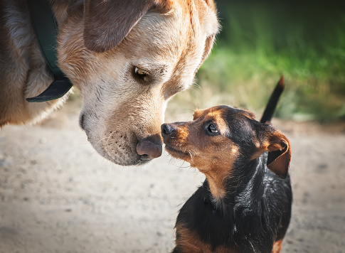 close up dog sniffing labrador miniature pinscher. communication