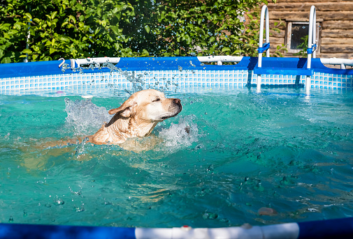 Dog white Labrador swims in the frame pool outdoors.
